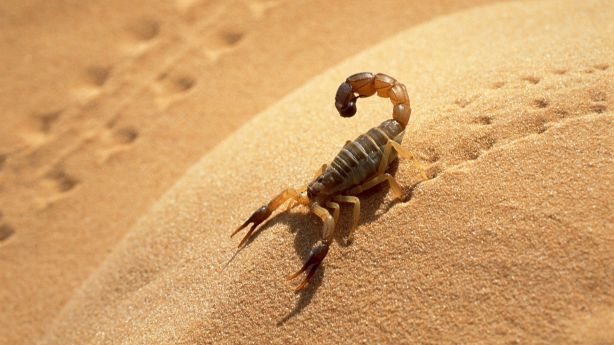 scorpion 1 20130112 1173914093 - TV Ю Rússia - 11 fatos interessantes sobre a novela "O Clone"