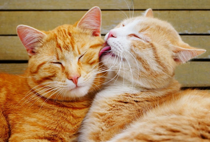 animal-couples-cats__880.jpg